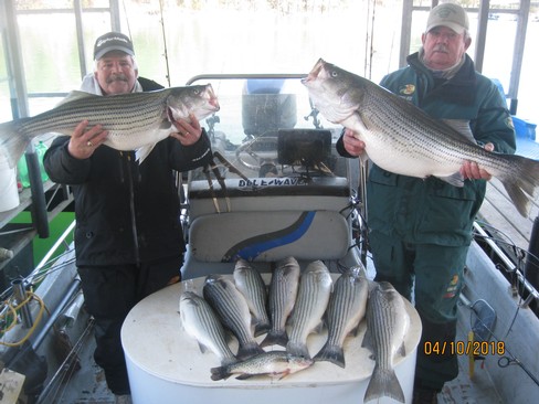Nice Striped Bass